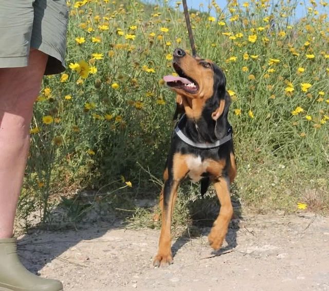 Happy dog on a leash looking up amid yellow wildflowers.