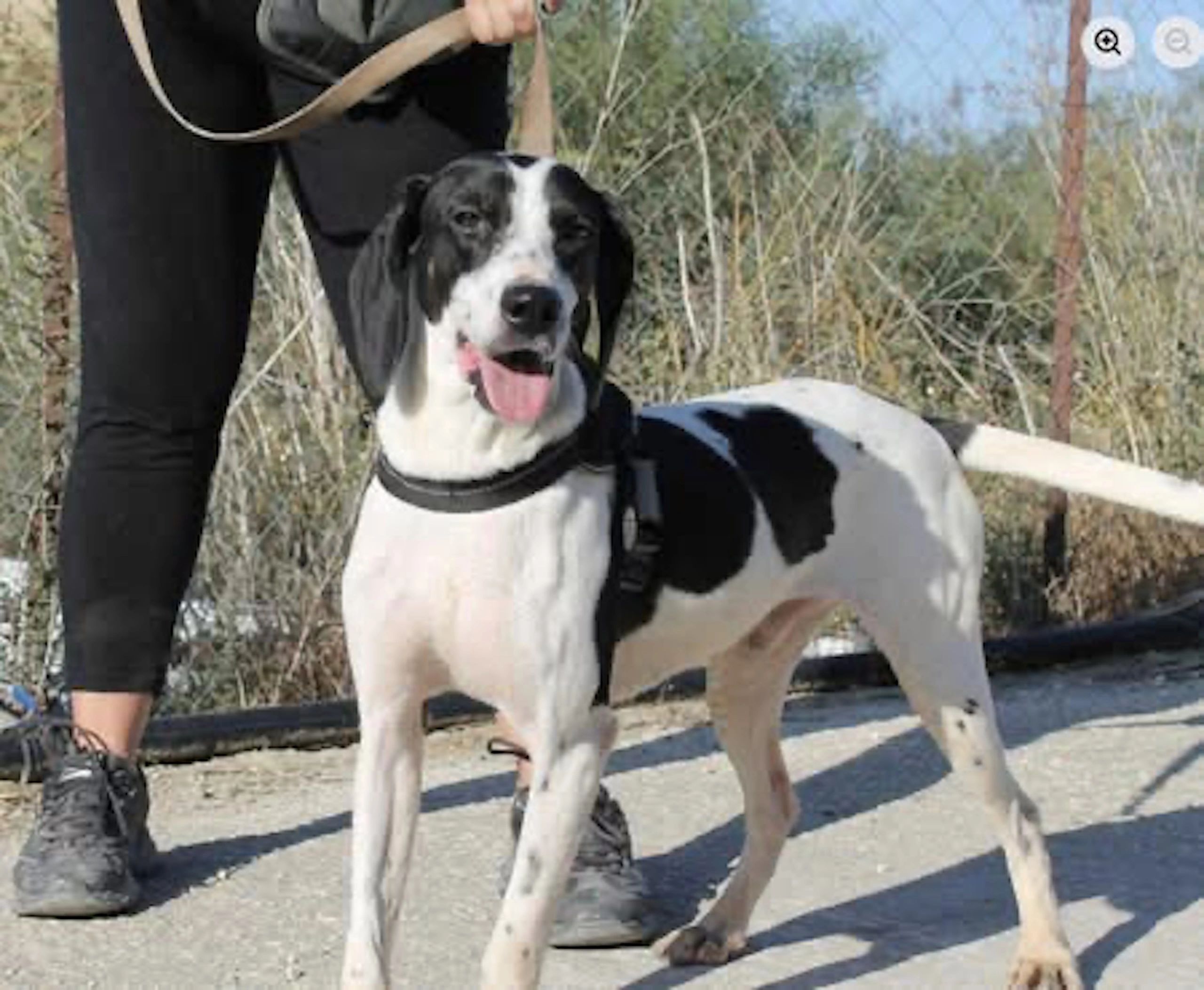 Black and white dog on a leash outdoors.
