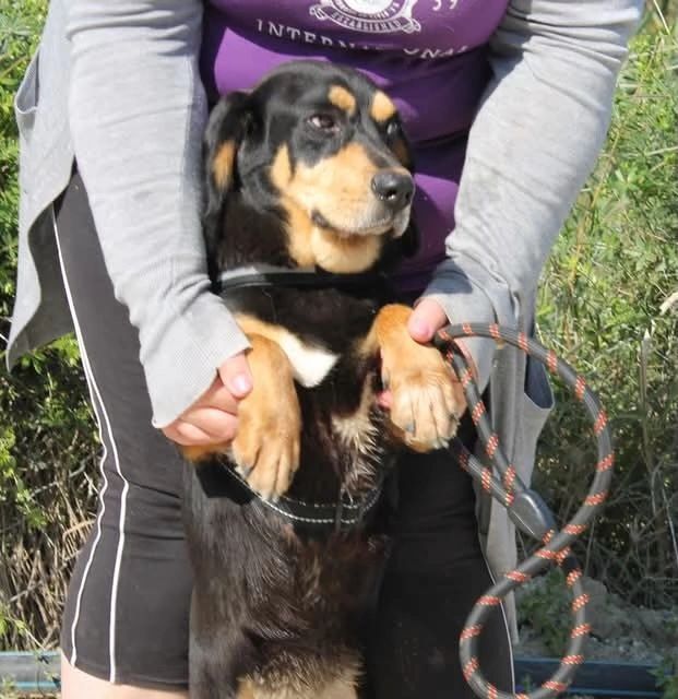 Person holding a black and tan dog standing on hind legs outdoors.