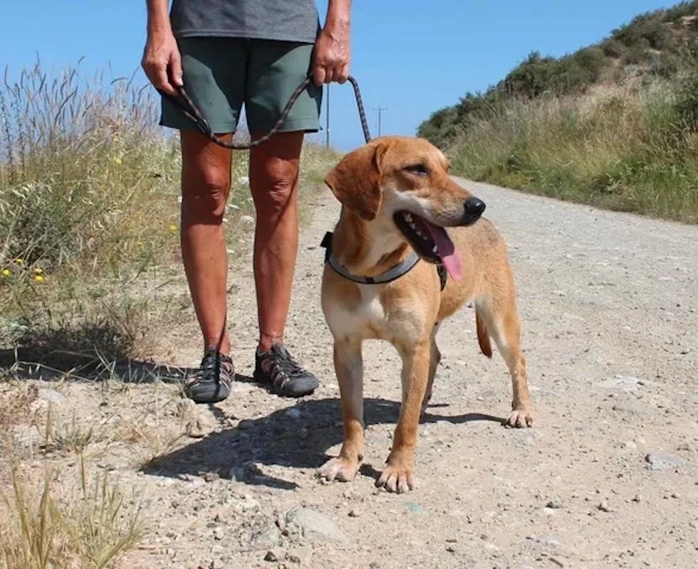 Person walking a happy dog on a sunny dirt path.
