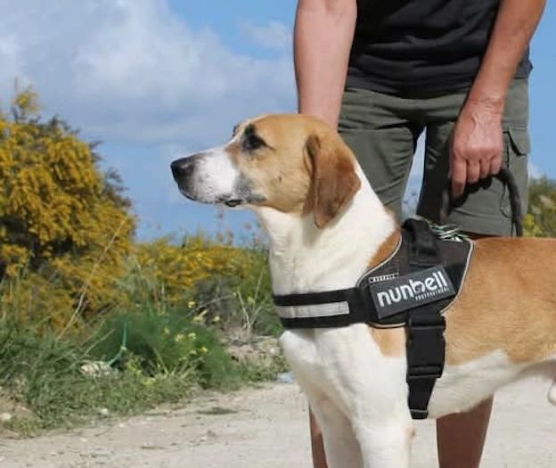 Dog wearing a Nunbell harness held by a person outdoors.