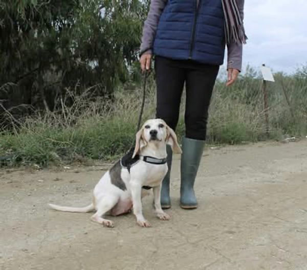 A dog sitting on a dirt path next to a person wearing boots.