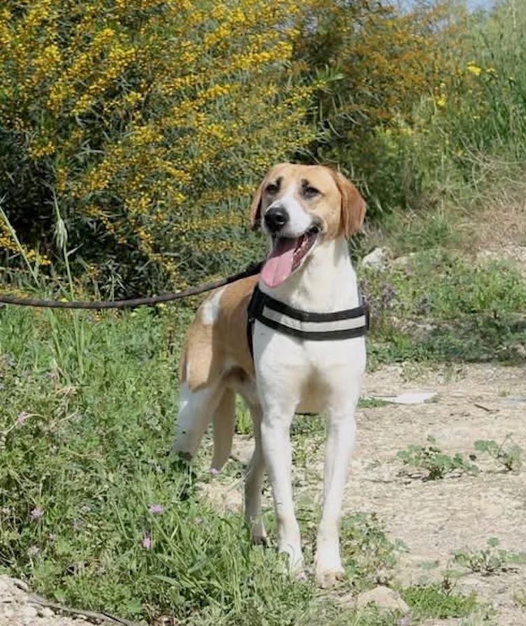 Happy dog with a black harness outdoors.