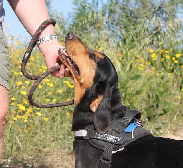 A security dog looking up at a person holding its leash outdoors.