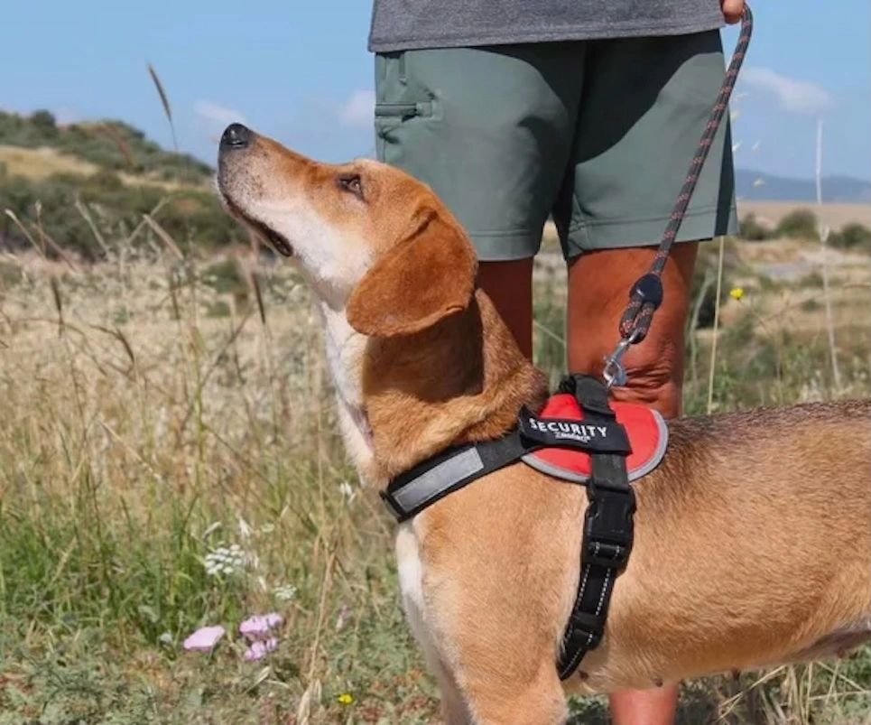 A security dog on a leash looking up while standing next to a person.