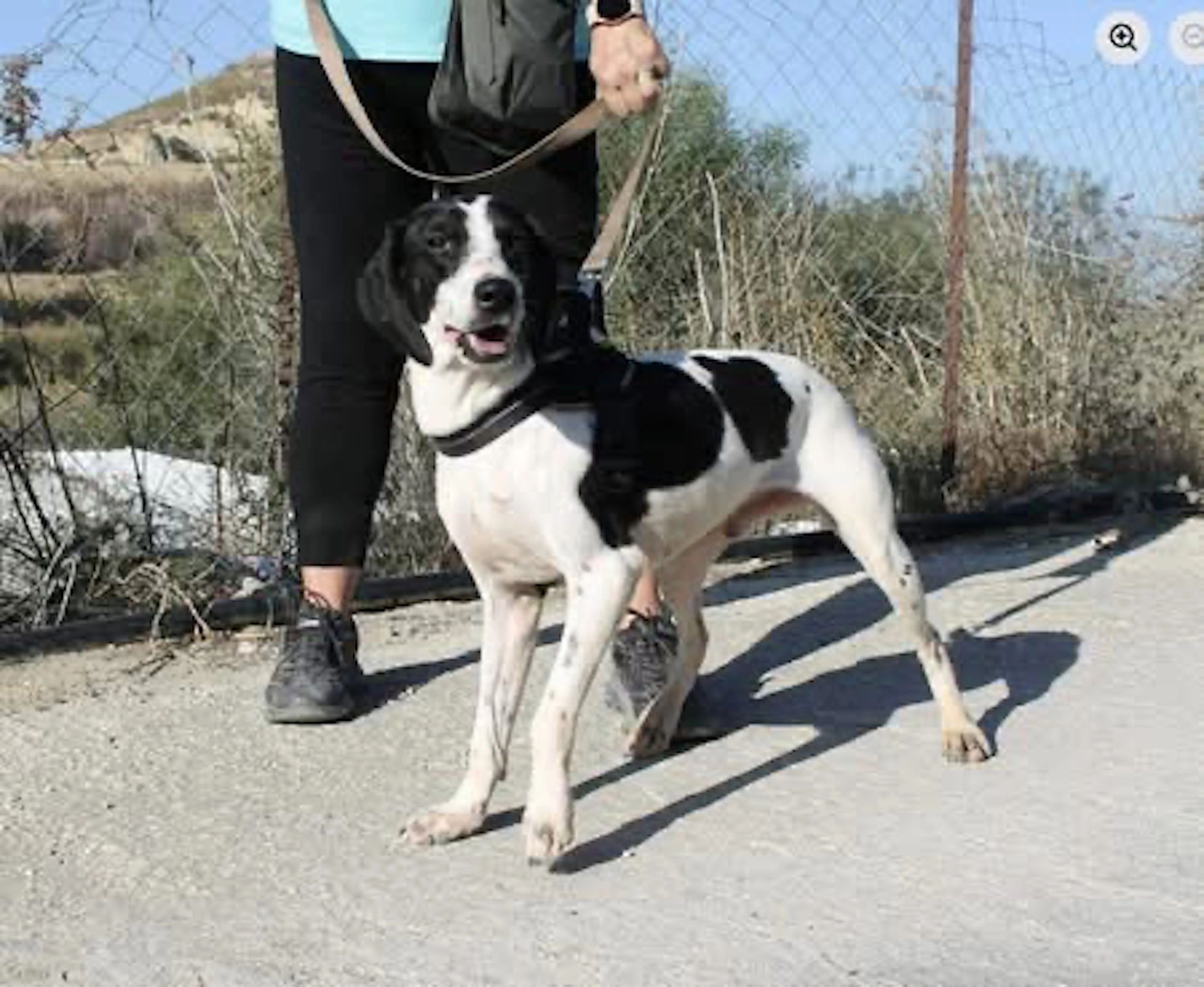 Black and white dog on a leash outdoors with person.
