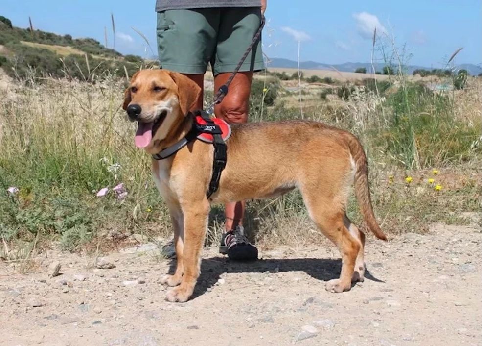 A happy brown dog wearing a harness stands outdoors on a leash.
