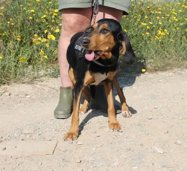 A black and brown dog on a leash standing in front of a person wearing green boots and shorts.