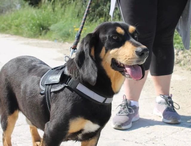 A black and tan dog wearing a harness on a leash outdoors.