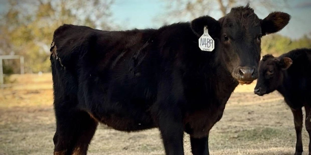 Two black calves standing outdoors in a sunny field.