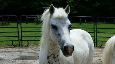 Welsh pony, Welsh ponies, Cribaris Champagne Wishes, One Wish