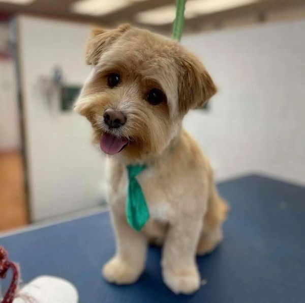 Completely mutts kanata sales