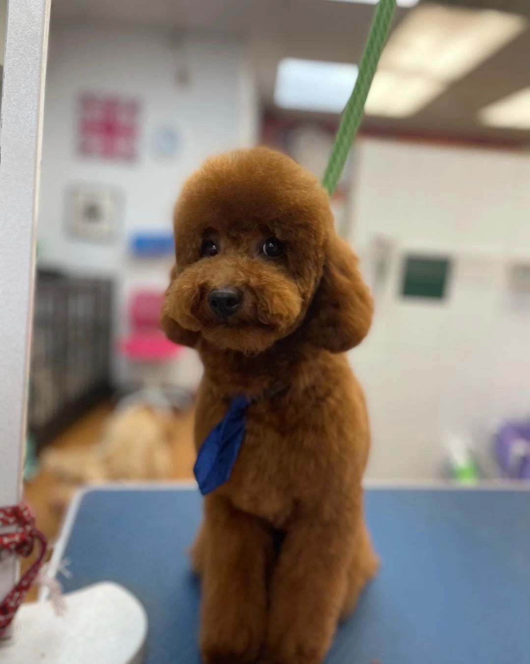 Dog Grooming in Kanata