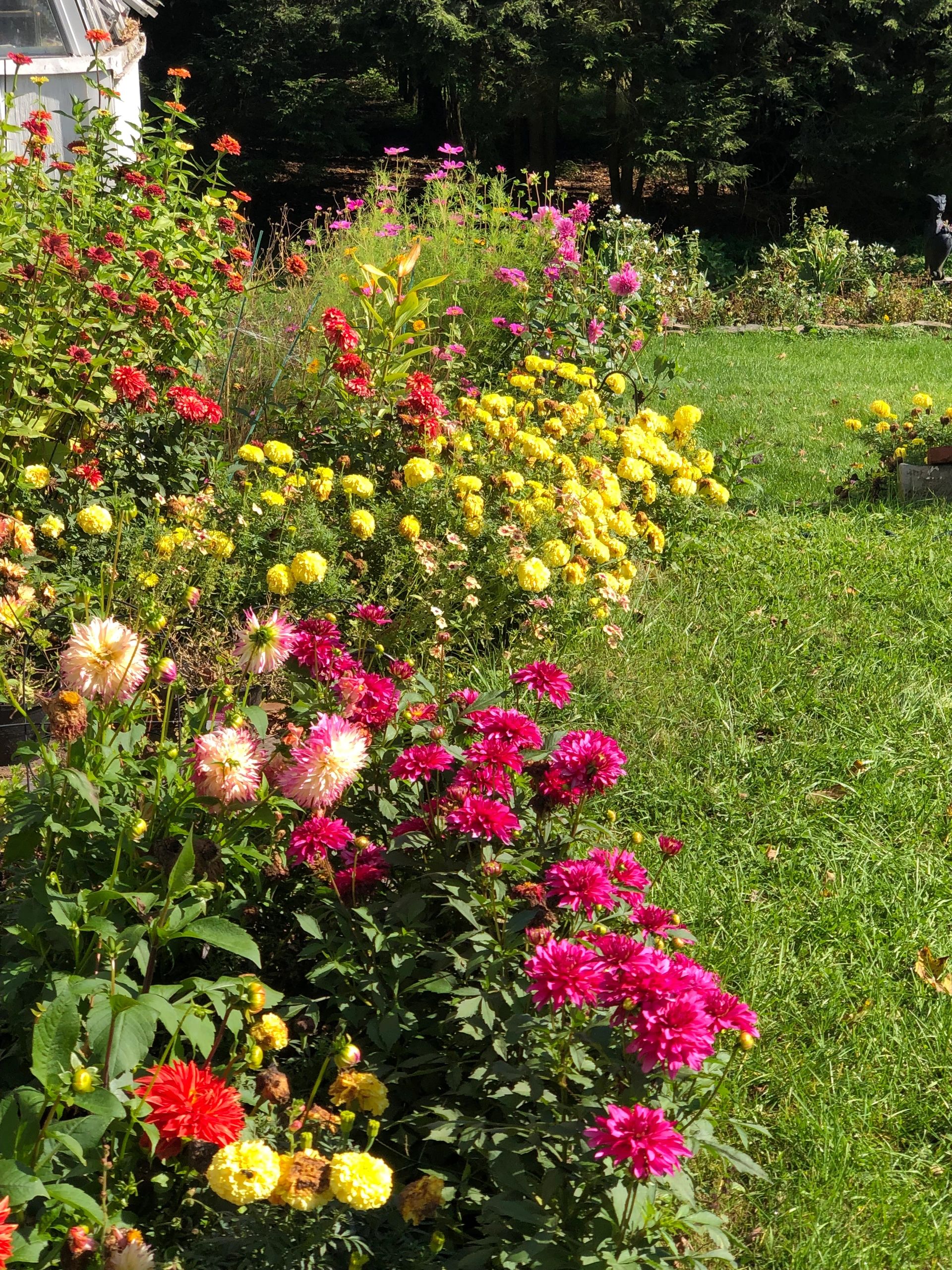 Colorful flower garden with bright yellow, pink, and red blooms in sunlight.