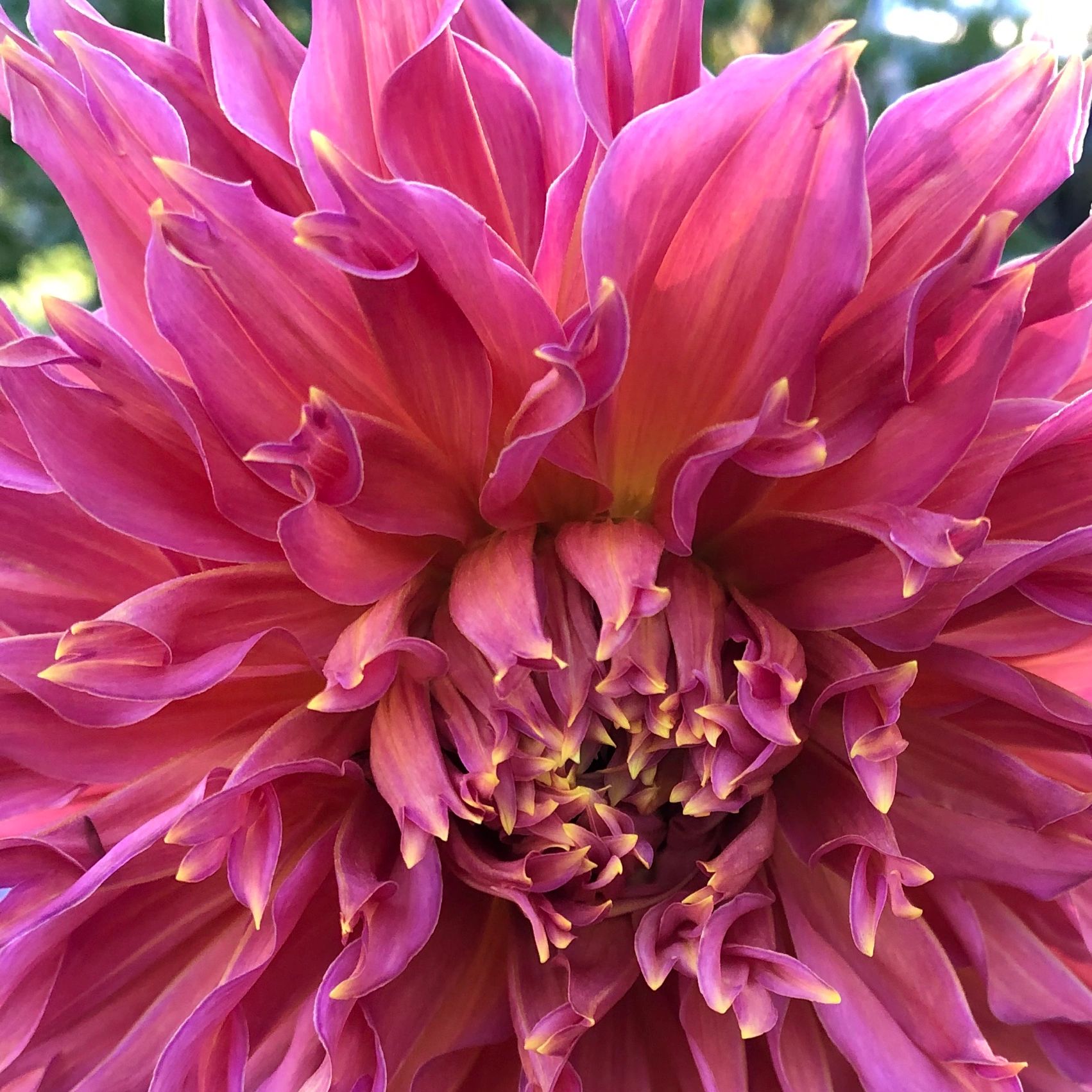Close-up of vibrant pink dahlia petals.