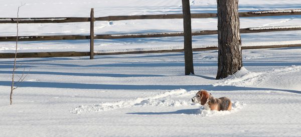 do underground dog fences work under snow