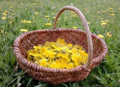 ACORN 
DANDELION 
ELDERFLOWER 
NETTLE 
SAUCES 
WILD FLOWERS