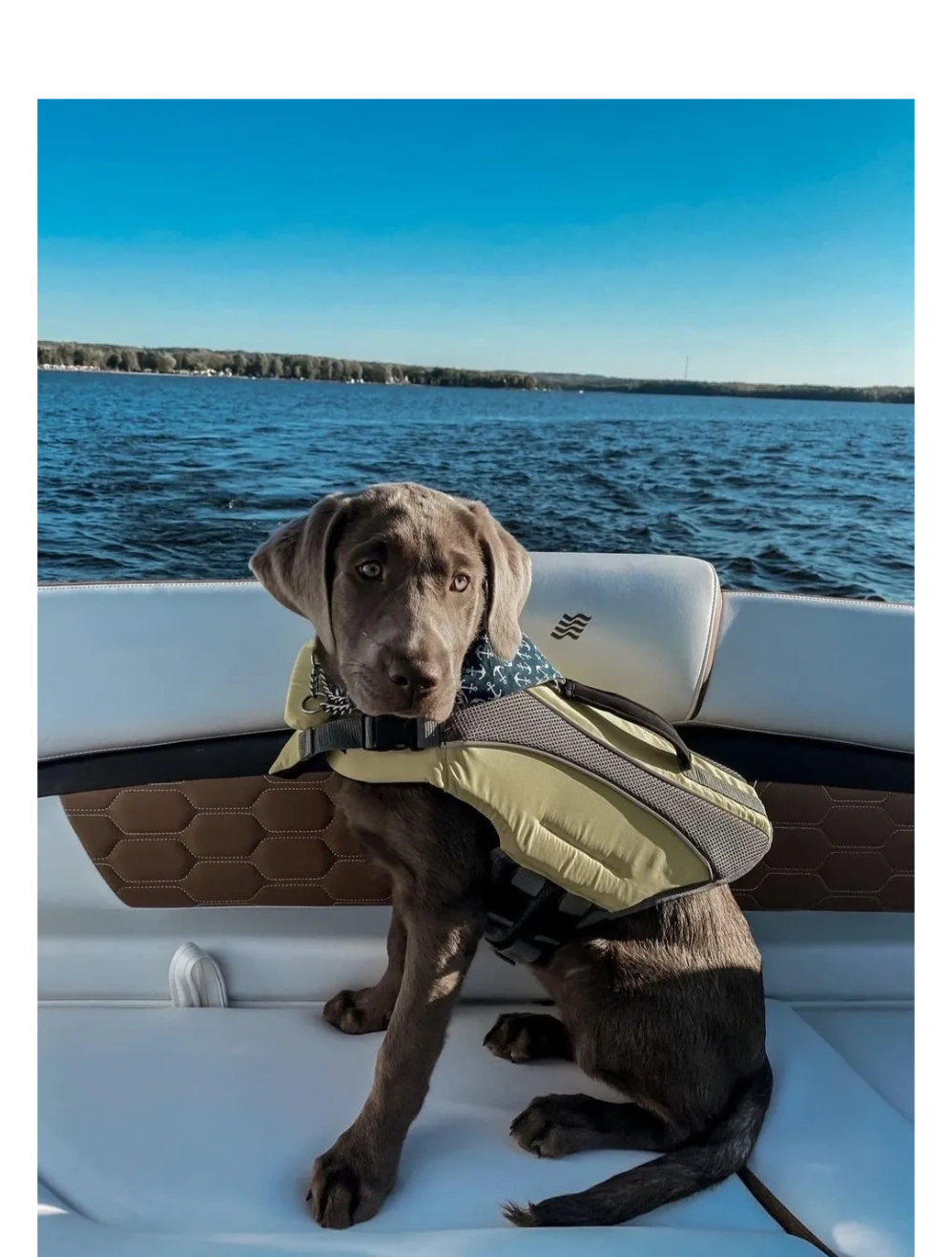 What Is A Complete Raw Dog Food