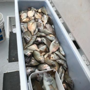 A cooler full of freshly caught fish.