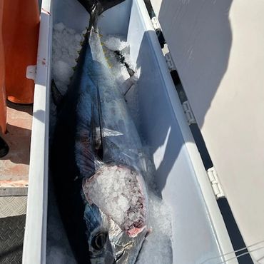 Large fish on ice inside a cooler.