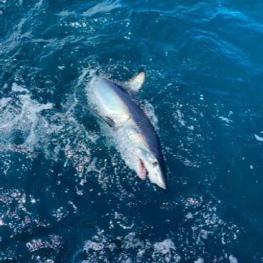 Large fish surfacing in the ocean.