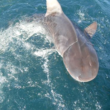 Large shark swimming near the water surface.