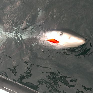 Shark with an open mouth at the water surface.
