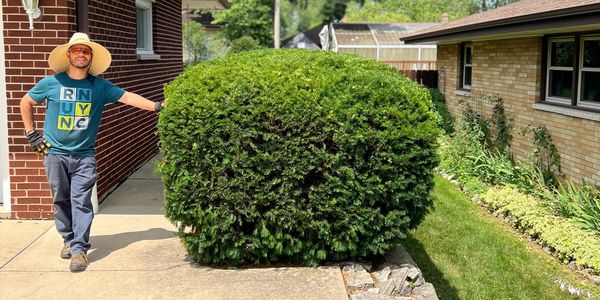 Neatly trimmed bush in South Milwaukee, WI
