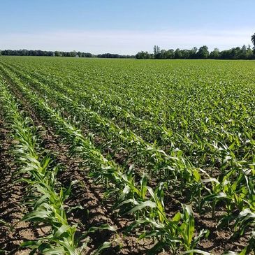 Golden Harvest Corn Field