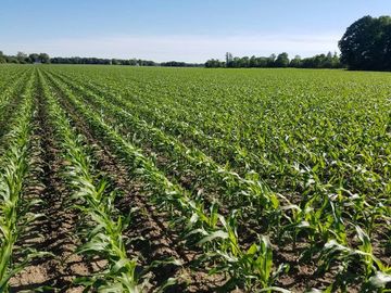 Golden Harvest Corn Field