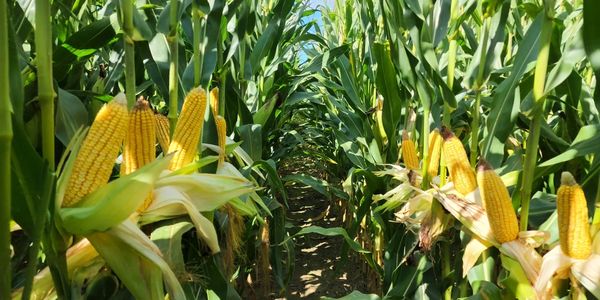 Corn Showing Ears