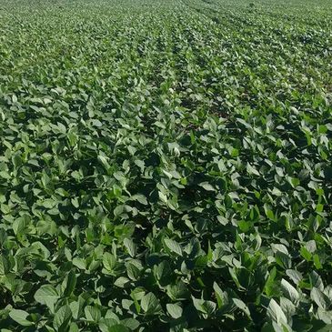 Golden Harvest Soybean Field