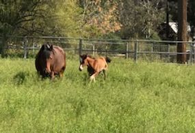 Quarter horse stud colt for sale