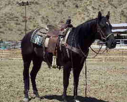 Stud AQHA Hancock Blanton Wood