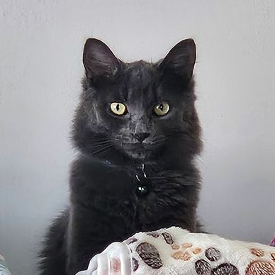 Chat noir aux yeux jaunes regarde vers la caméra.