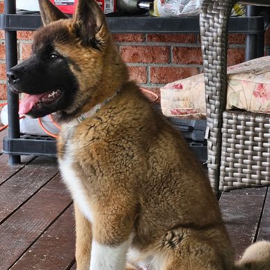 Chiot Akita assis sur un sol en bois à côté d'une chaise.