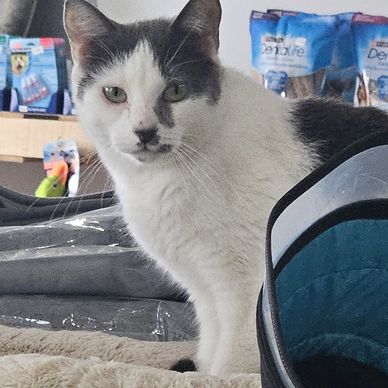 Chat blanc et gris regardant vers la caméra.