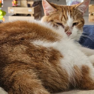Chat roux et blanc allongé et regardant la caméra.