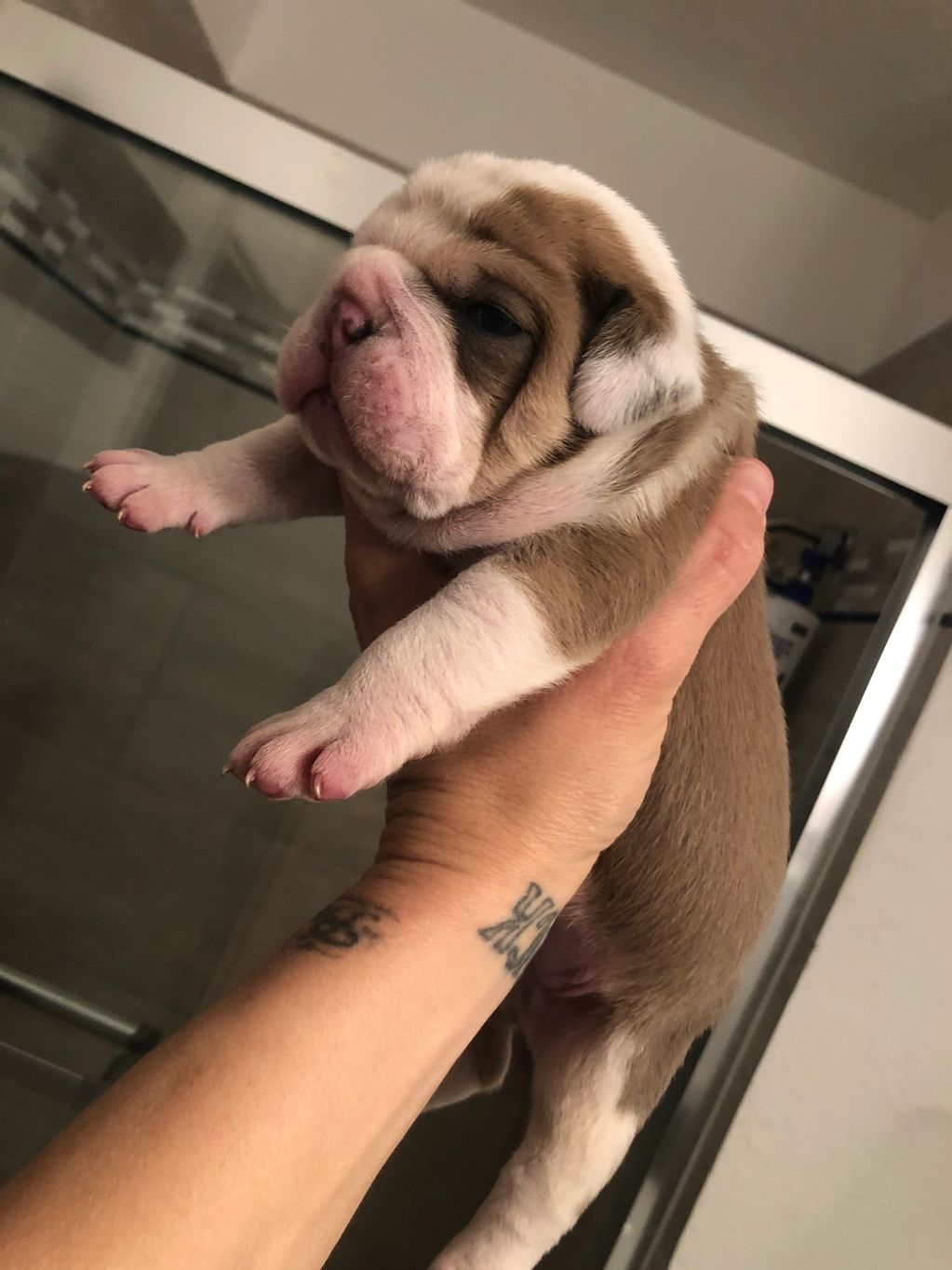 Fawn/White male Olde English Bulldog.