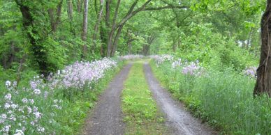 Most of the C&O Canal surface is a dirt road...expect puddles, potholes, roots and rocks