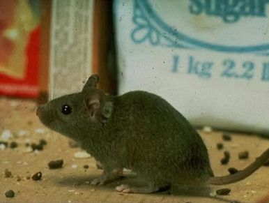 A mouse near a bag of sugar on a kitchen floor.