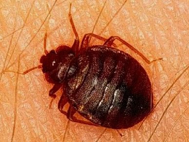 Close-up of a bed bug on human skin.