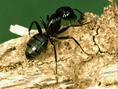 Close-up of a black carpenter ant on wood.