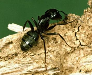 Close-up of a black ant on tree bark.