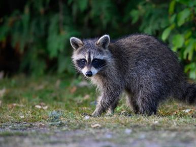 A raccoon standing on grass near green bushes.