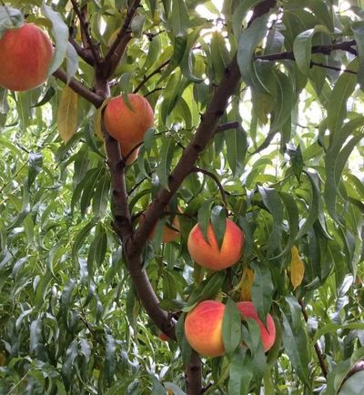 How to Ripen, Pick, and Store Peaches