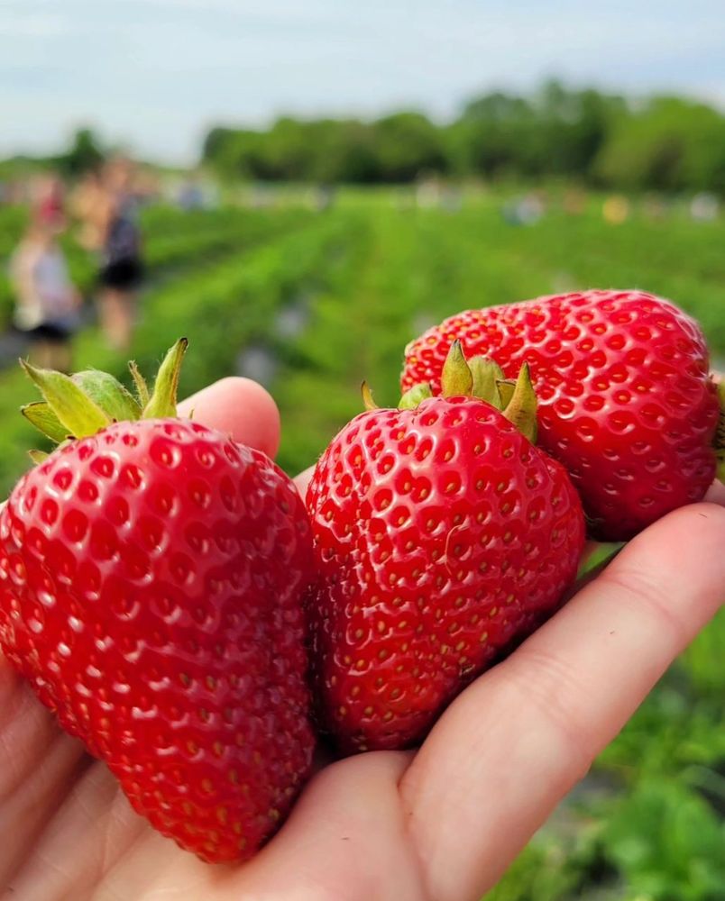 A hand holding Three red strawberries