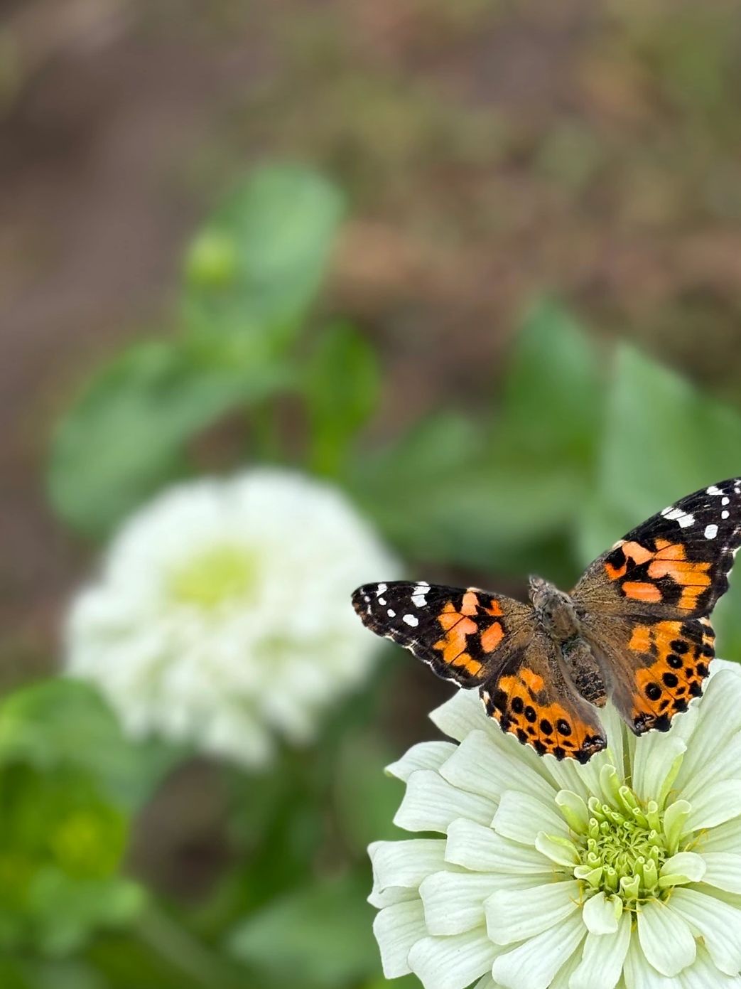 Butterfly resting on a flower in a green field 