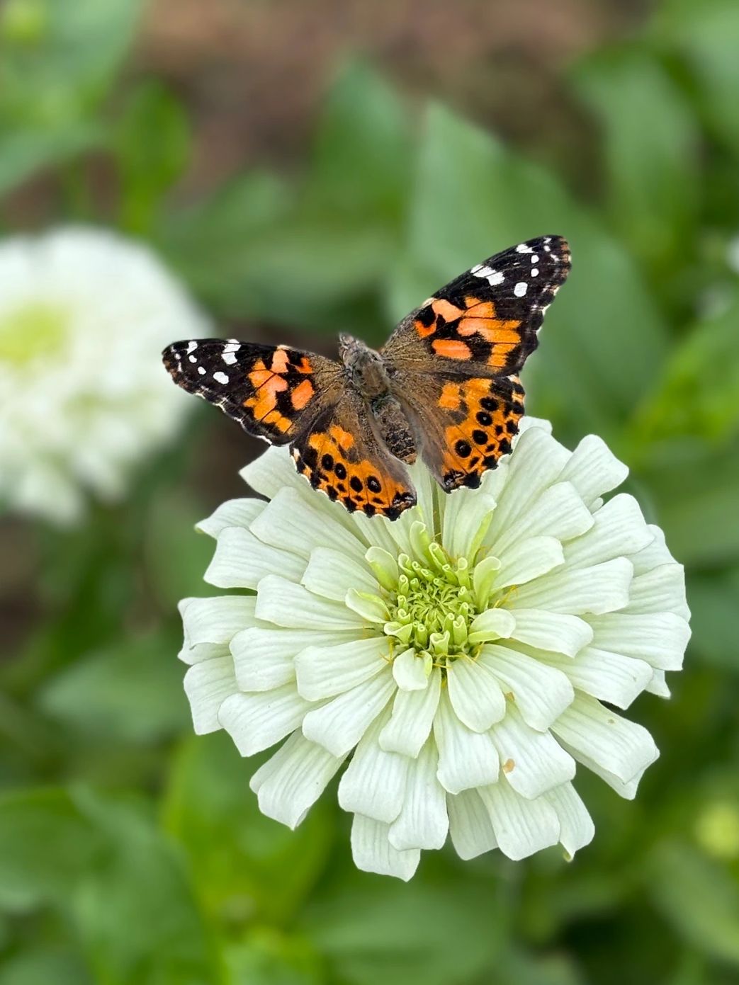 Butterfly resting on a flower in a green field 