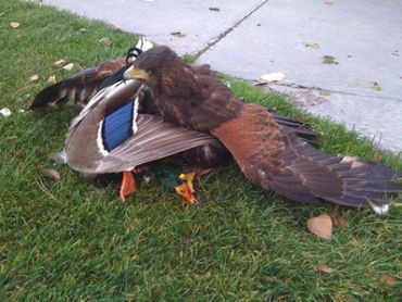 A hawk catching a duck on grass.